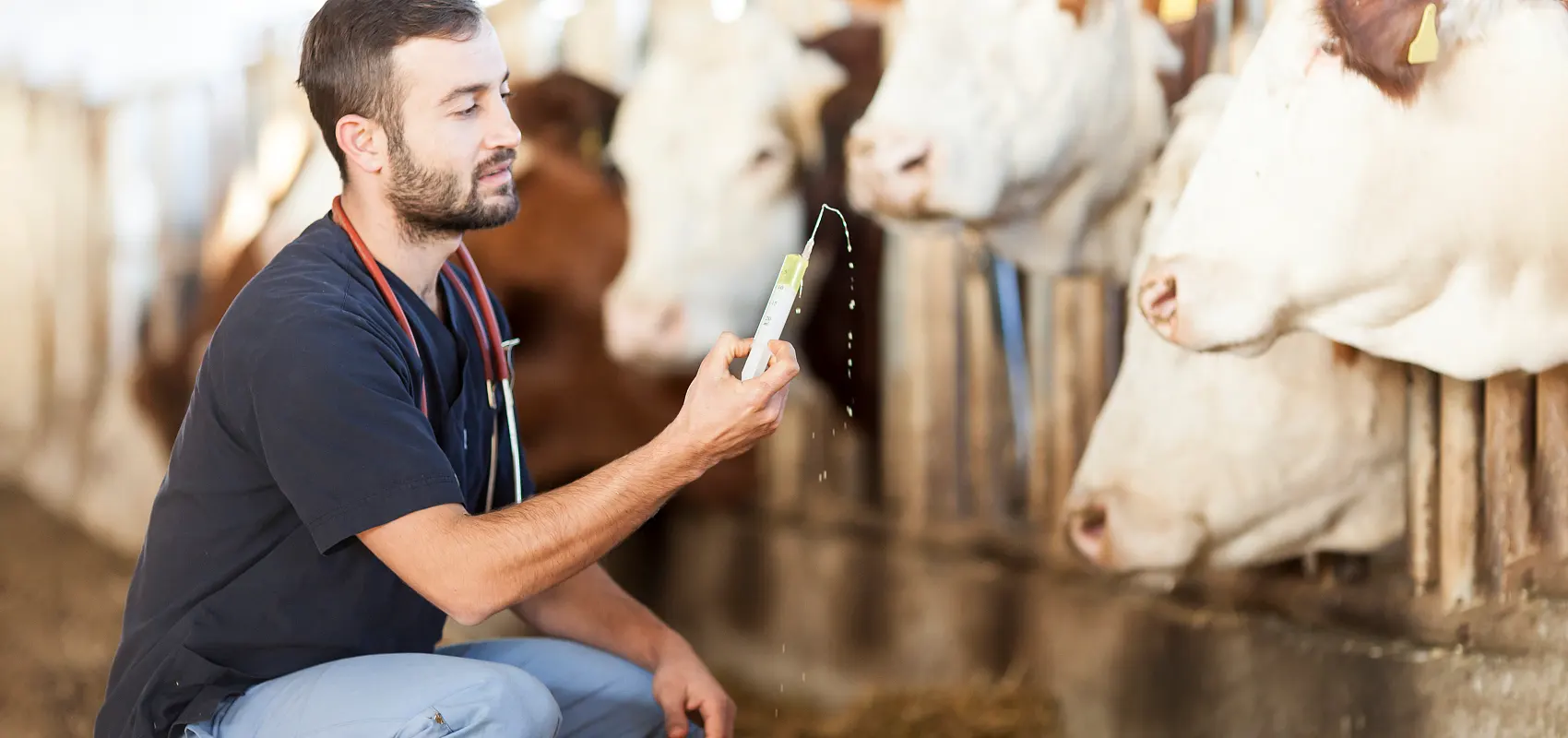 Apa jurusan Veterinary Peternakan?